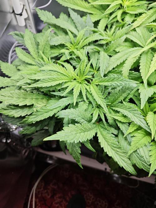 Mixed Strain Small Cabinet LED DWC Grow. Week 7