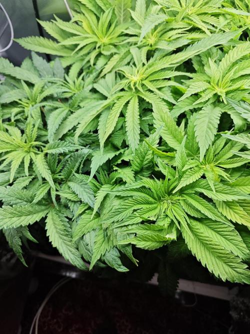Mixed Strain Small Cabinet LED DWC Grow. Week 7