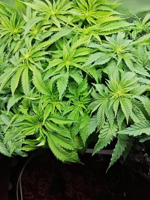 Mixed Strain Small Cabinet LED DWC Grow. Week 7