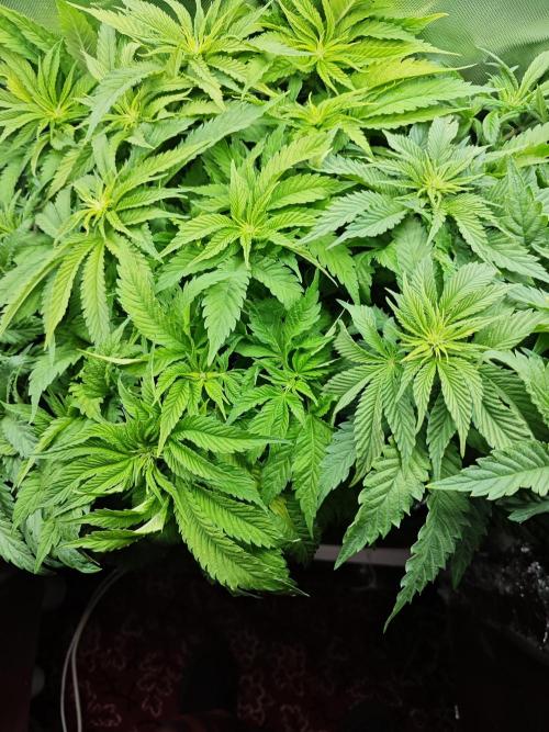 Mixed Strain Small Cabinet LED DWC Grow. Week 7