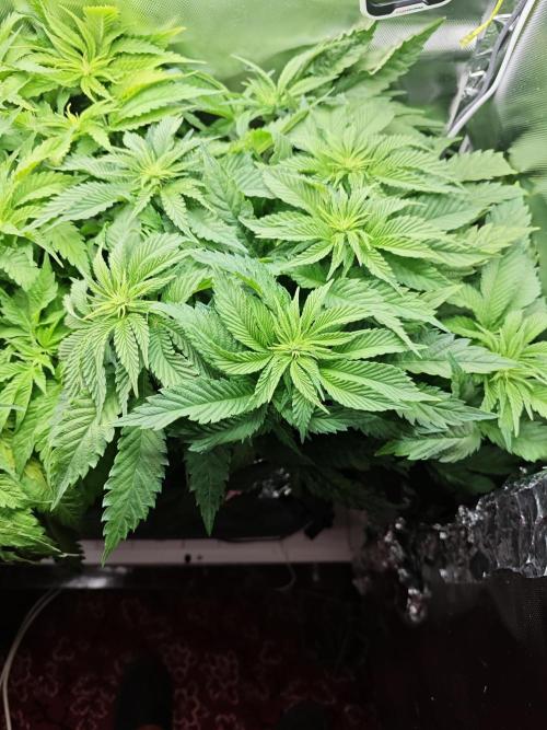 Mixed Strain Small Cabinet LED DWC Grow. Week 7