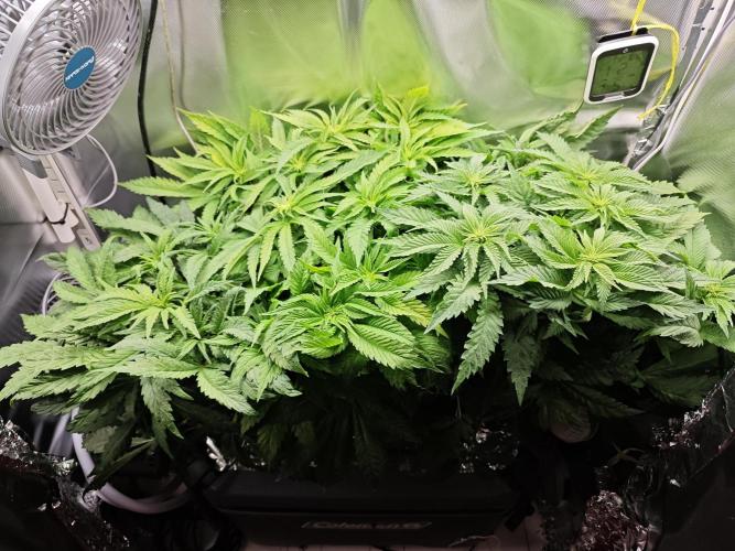 Mixed Strain Small Cabinet LED DWC Grow. Week 7