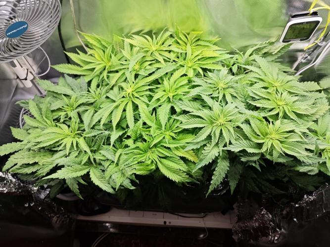 Mixed Strain Small Cabinet LED DWC Grow. Week 7