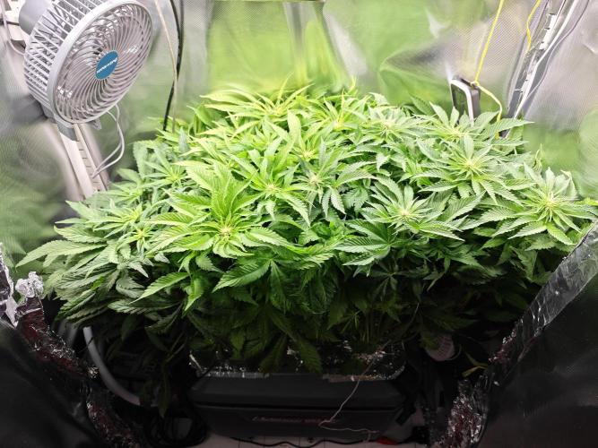 Mixed Strain Small Cabinet LED DWC Grow. Week 8