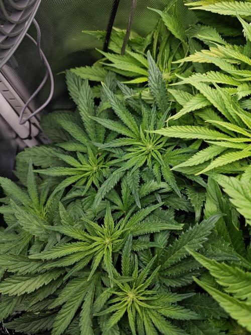 Mixed Strain Small Cabinet LED DWC Grow. Week 8