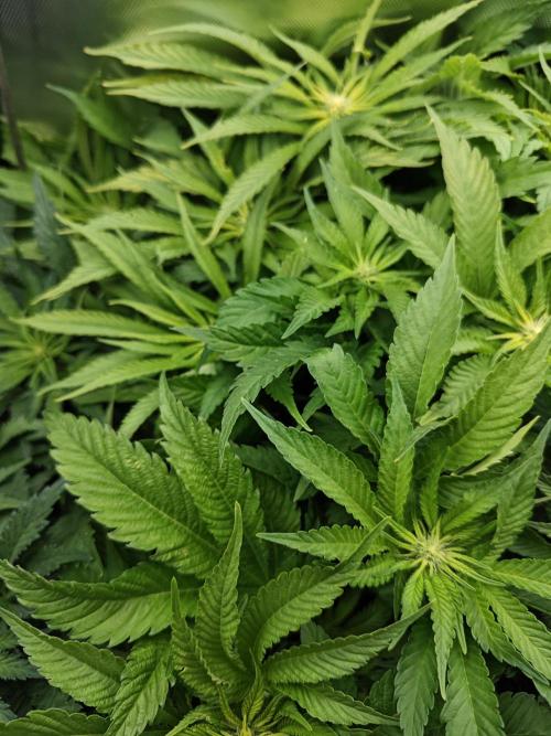 Mixed Strain Small Cabinet LED DWC Grow. Week 8