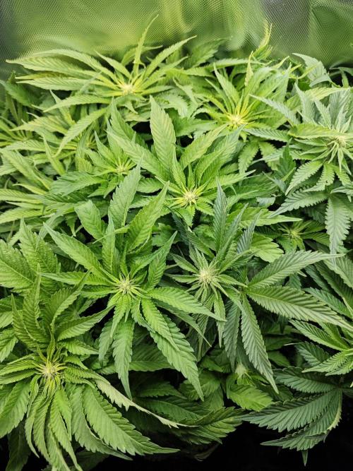 Mixed Strain Small Cabinet LED DWC Grow. Week 8