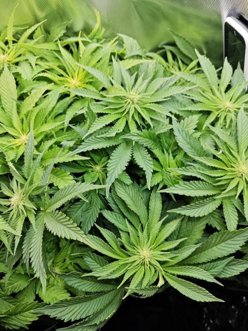 Mixed Strain Small Cabinet LED DWC Grow. Week 8
