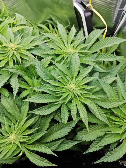 Mixed Strain Small Cabinet LED DWC Grow. Week 8