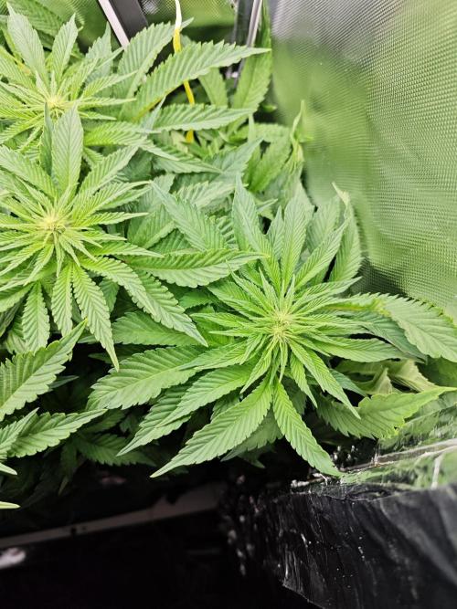 Mixed Strain Small Cabinet LED DWC Grow. Week 8