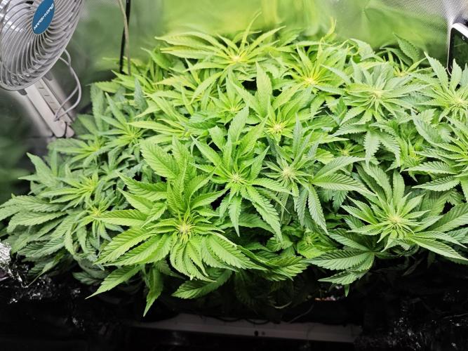 Mixed Strain Small Cabinet LED DWC Grow. Week 8