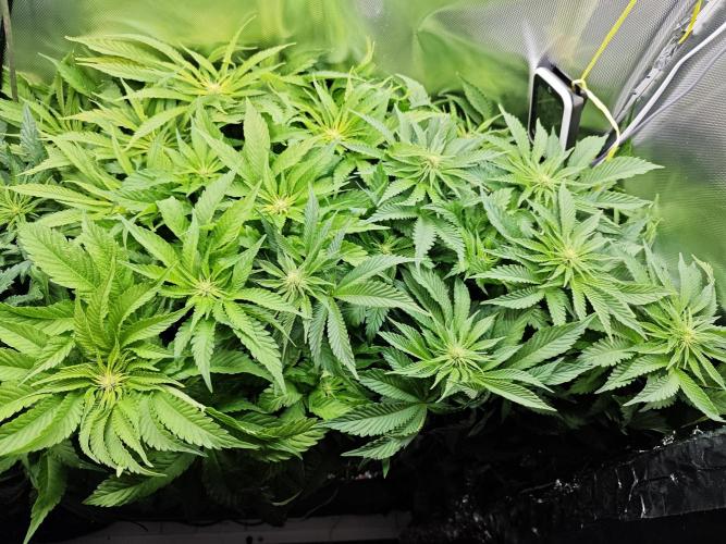 Mixed Strain Small Cabinet LED DWC Grow. Week 8