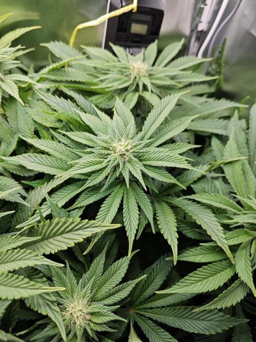 Mixed Strain Small Cabinet LED DWC Grow. Week 9