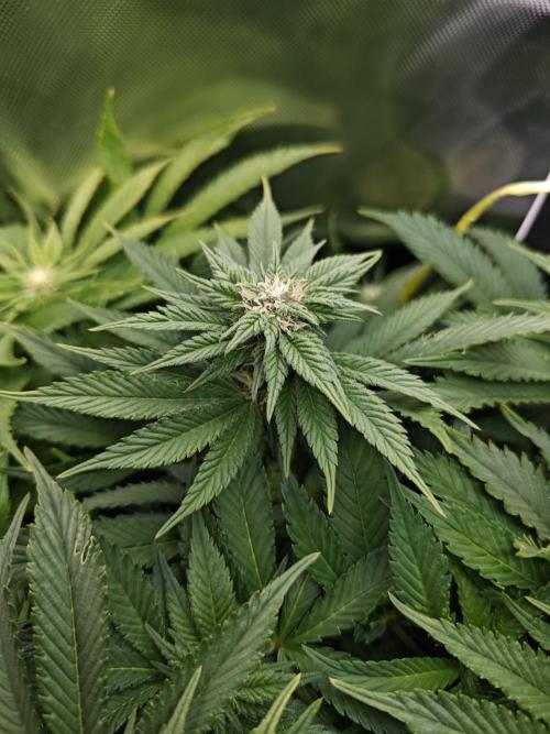 Mixed Strain Small Cabinet LED DWC Grow. Week 9