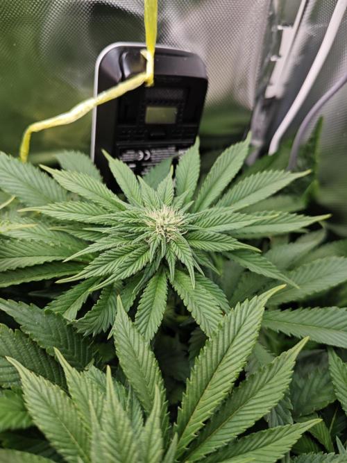 Mixed Strain Small Cabinet LED DWC Grow. Week 9