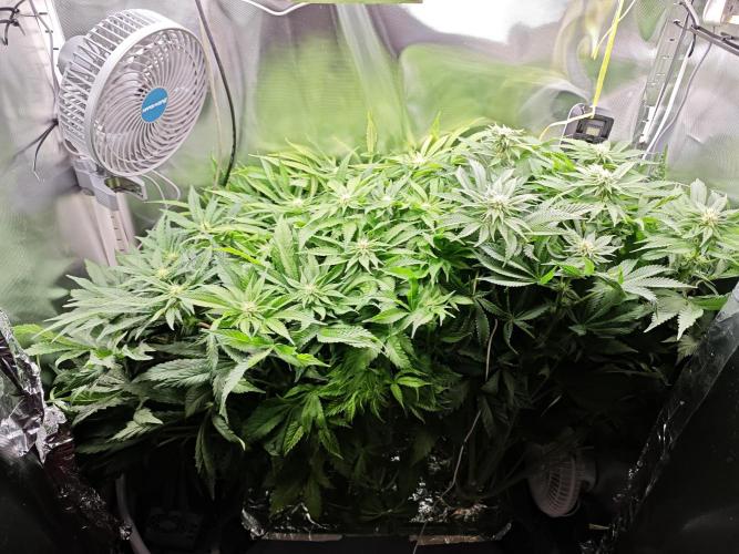 Mixed Strain Small Cabinet LED DWC Grow. Week 9