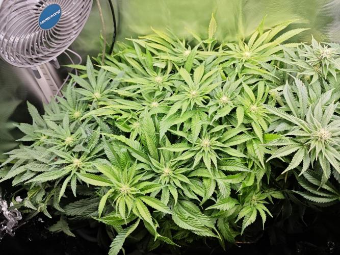 Mixed Strain Small Cabinet LED DWC Grow. Week 9
