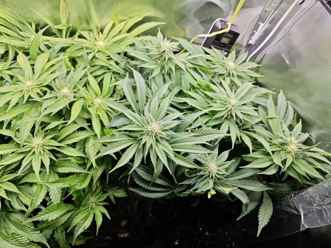 Mixed Strain Small Cabinet LED DWC Grow. Week 9