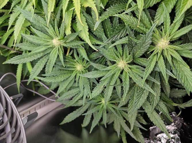 Mixed Strain Small Cabinet LED DWC Grow. Week 9