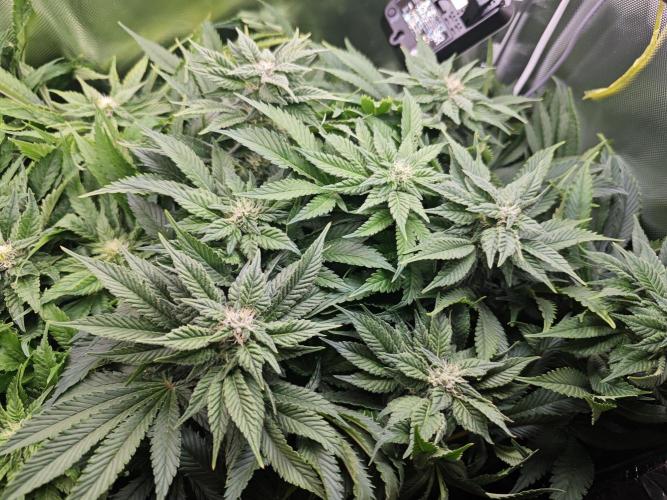 Mixed Strain Small Cabinet LED DWC Grow. Week 10