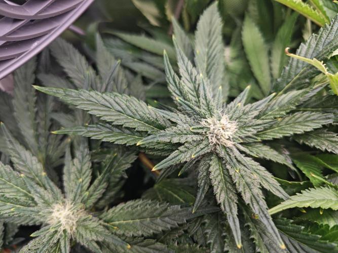Mixed Strain Small Cabinet LED DWC Grow. Week 10