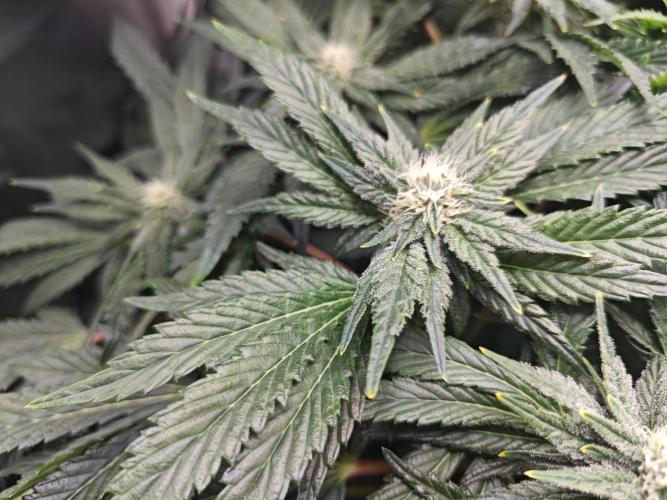 Mixed Strain Small Cabinet LED DWC Grow. Week 10