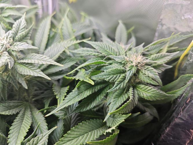 Mixed Strain Small Cabinet LED DWC Grow. Week 10