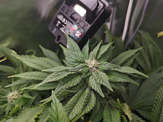 Mixed Strain Small Cabinet LED DWC Grow. Week 10