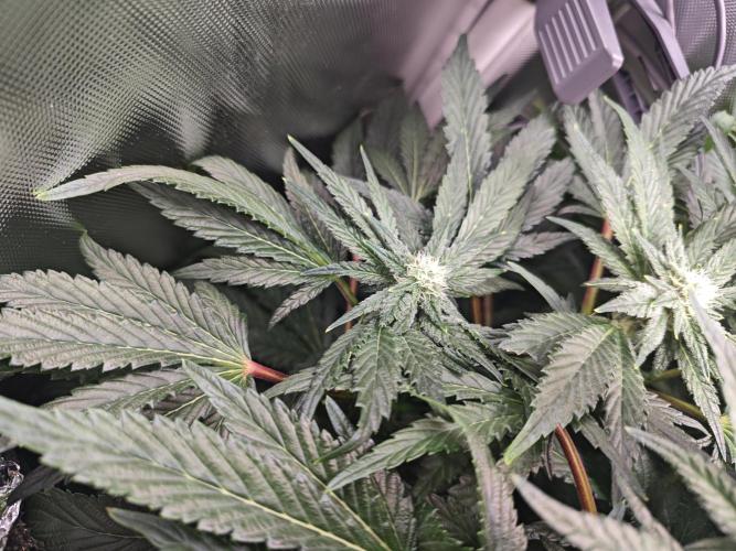 Mixed Strain Small Cabinet LED DWC Grow. Week 10