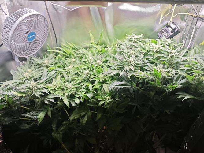 Mixed Strain Small Cabinet LED DWC Grow. Week 10