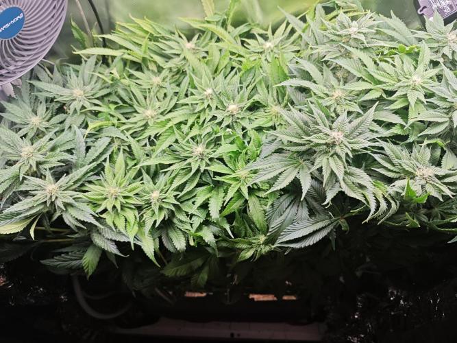 Mixed Strain Small Cabinet LED DWC Grow. Week 10