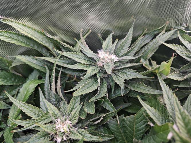 Mixed Strain Small Cabinet LED DWC Grow. Week 11