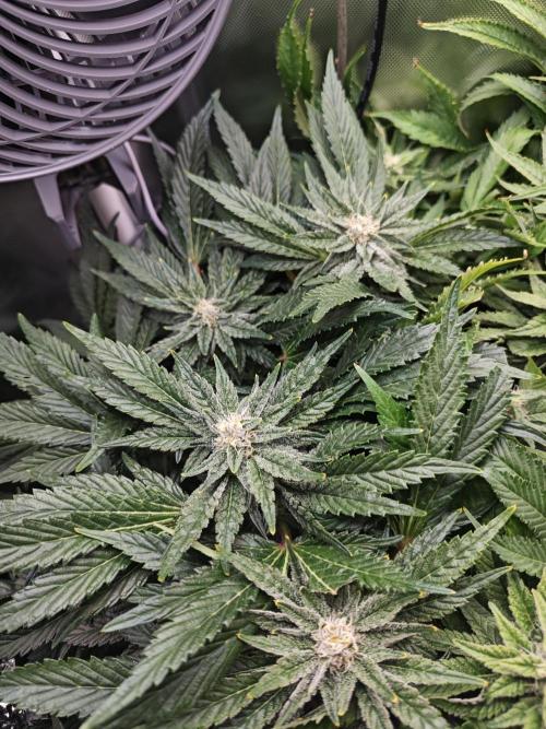 Mixed Strain Small Cabinet LED DWC Grow. Week 11