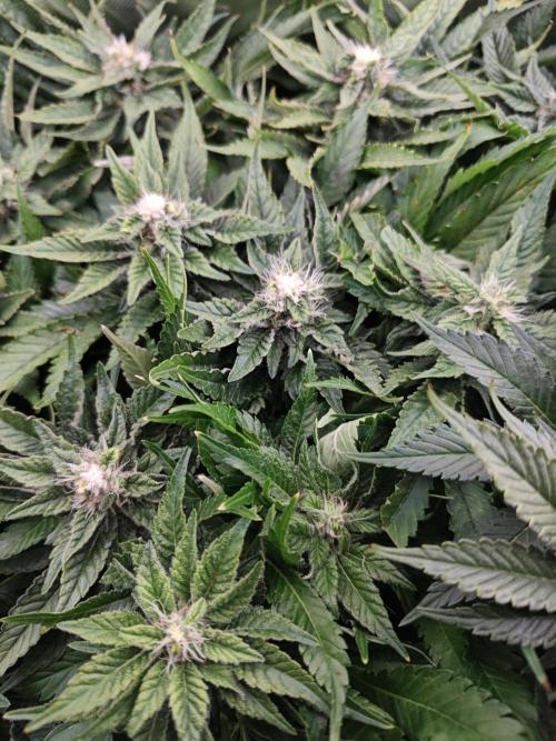 Mixed Strain Small Cabinet LED DWC Grow. Week 11