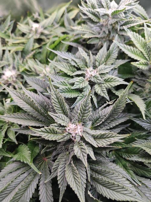 Mixed Strain Small Cabinet LED DWC Grow. Week 11