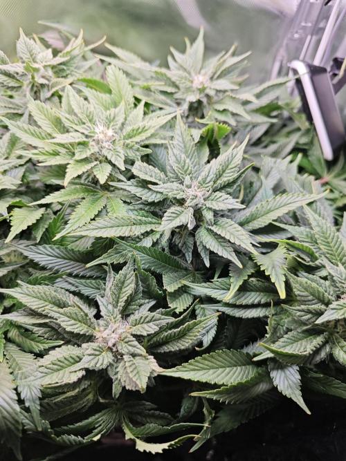 Mixed Strain Small Cabinet LED DWC Grow. Week 11