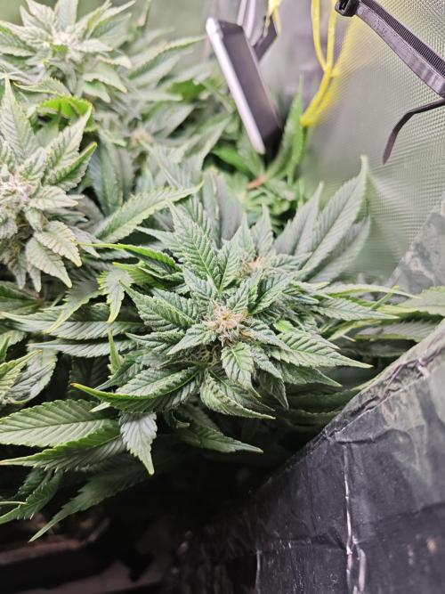 Mixed Strain Small Cabinet LED DWC Grow. Week 11