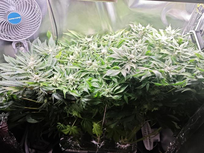 Mixed Strain Small Cabinet LED DWC Grow. Week 11