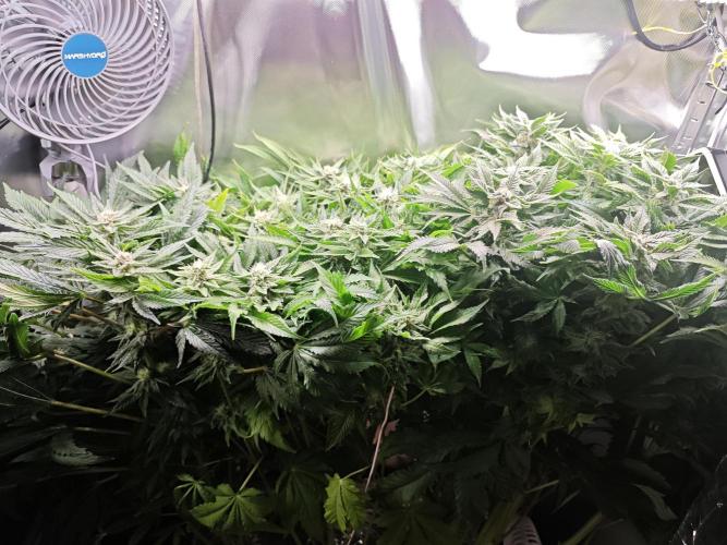 Mixed Strain Small Cabinet LED DWC Grow. Week 11
