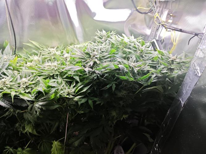 Mixed Strain Small Cabinet LED DWC Grow. Week 11