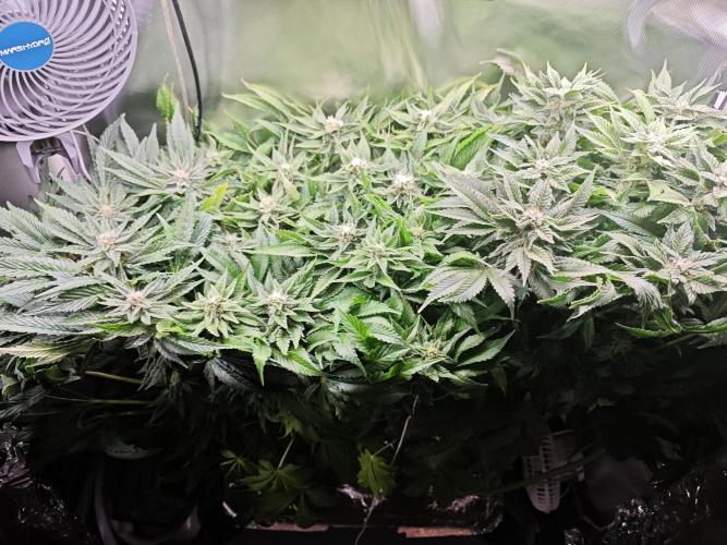 Mixed Strain Small Cabinet LED DWC Grow. Week 11