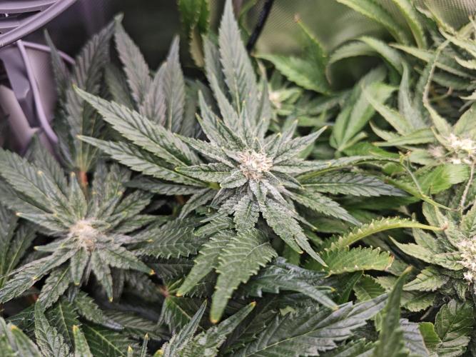 Mixed Strain Small Cabinet LED DWC Grow. Week 11