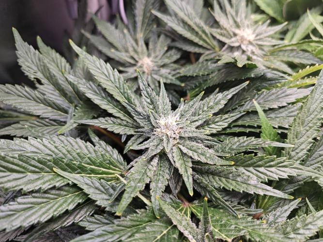 Mixed Strain Small Cabinet LED DWC Grow. Week 11