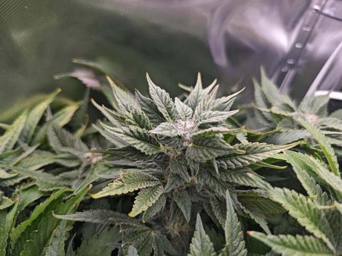 Mixed Strain Small Cabinet LED DWC Grow. Week 11