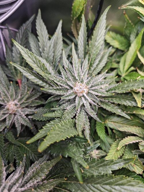Mixed Strain Small Cabinet LED DWC Grow. Week 12