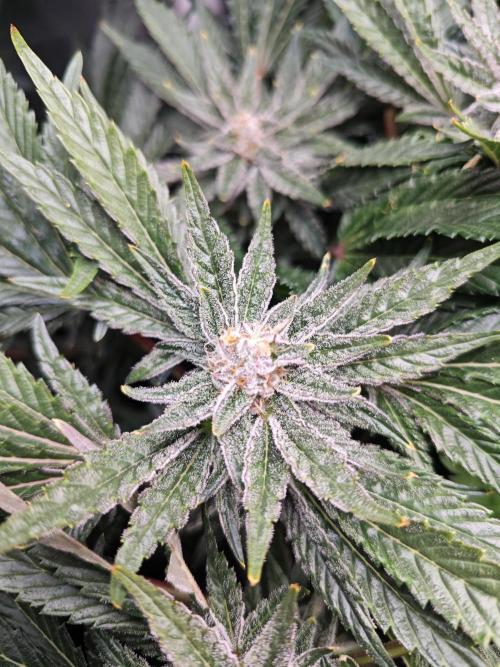 Mixed Strain Small Cabinet LED DWC Grow. Week 12