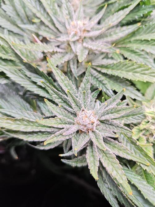 Mixed Strain Small Cabinet LED DWC Grow. Week 12
