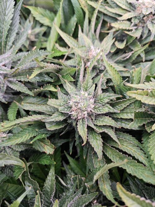Mixed Strain Small Cabinet LED DWC Grow. Week 12