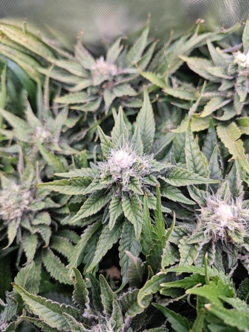 Mixed Strain Small Cabinet LED DWC Grow. Week 12