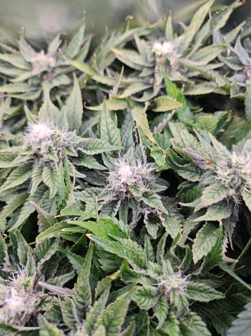 Mixed Strain Small Cabinet LED DWC Grow. Week 12